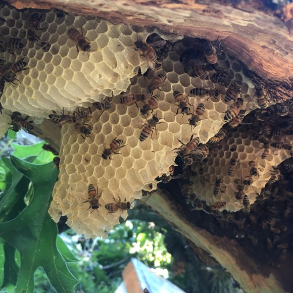 👋 Hi, I’m Susan. Birding beekeeper - Picture 5 of 16